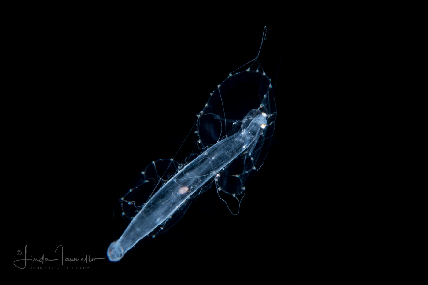 Jellyfish Preying on Arrow Worm - Chaetognatha