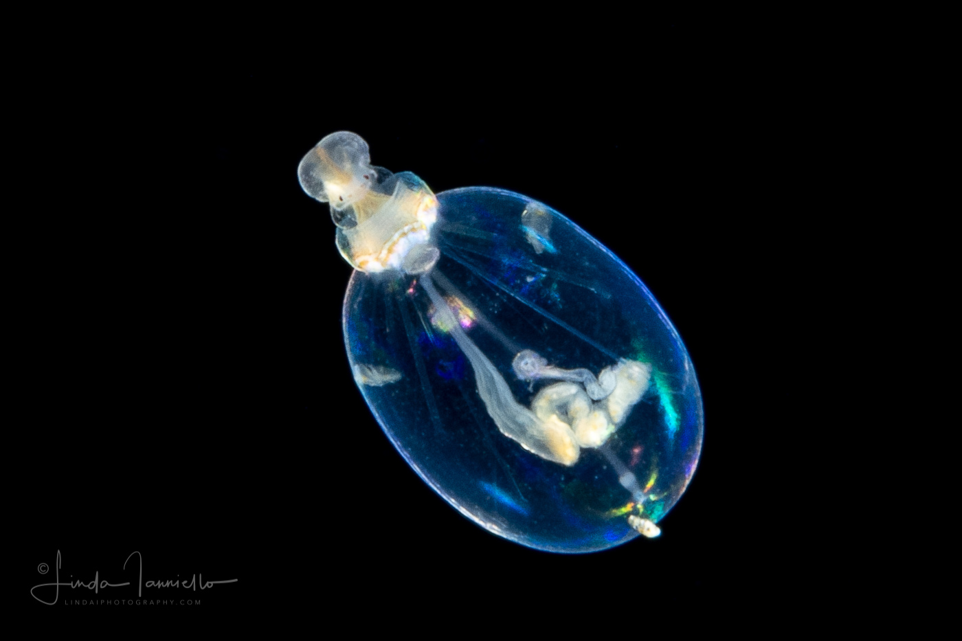 Peanut Worm - Pelagosphaera Stage Larva of Sipuncula Worm