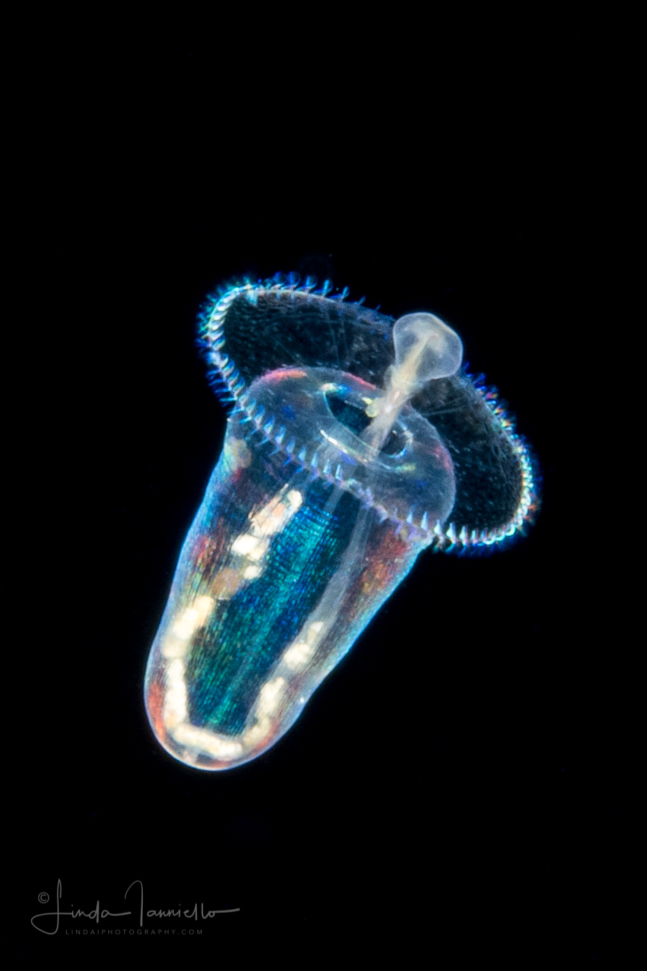 Peanut Worm -  Pelagosphaera Stage Larva of Sipuncula Worm