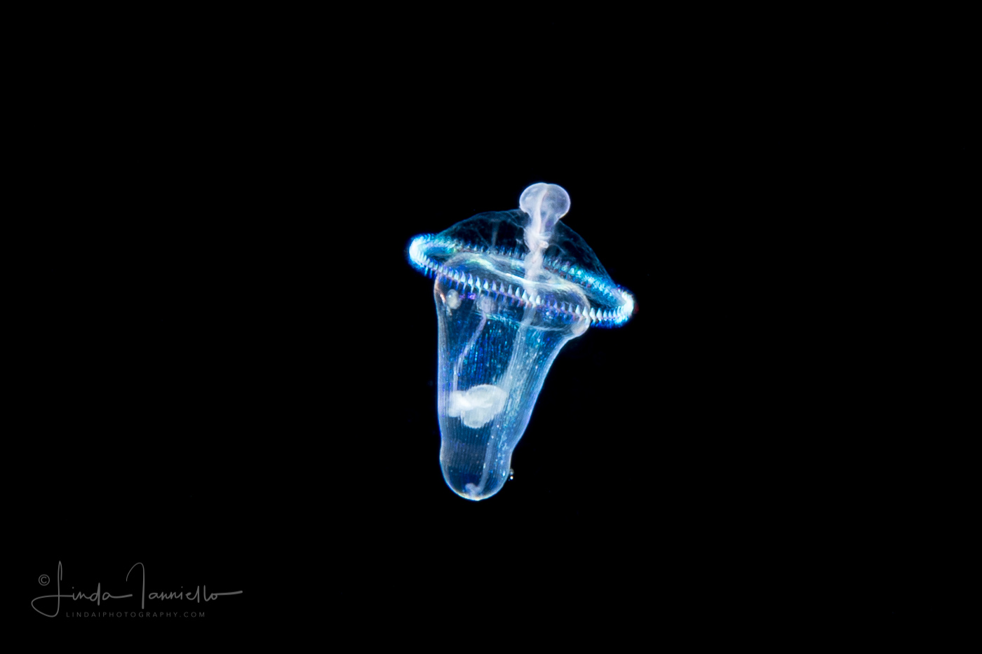 Peanut Worm -  Pelagosphaera Stage Larva of Sipuncula Worm
