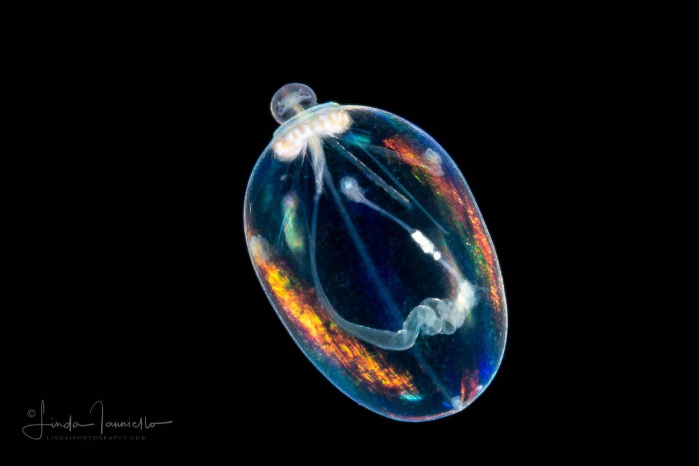 Peanut Worm -  Pelagosphaera Stage Larva of Sipuncula Worm