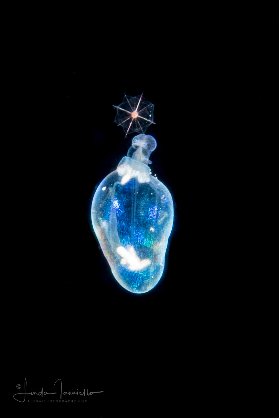 Peanut Worm -  Pelagosphaera Stage Larva of Sipuncula Worm