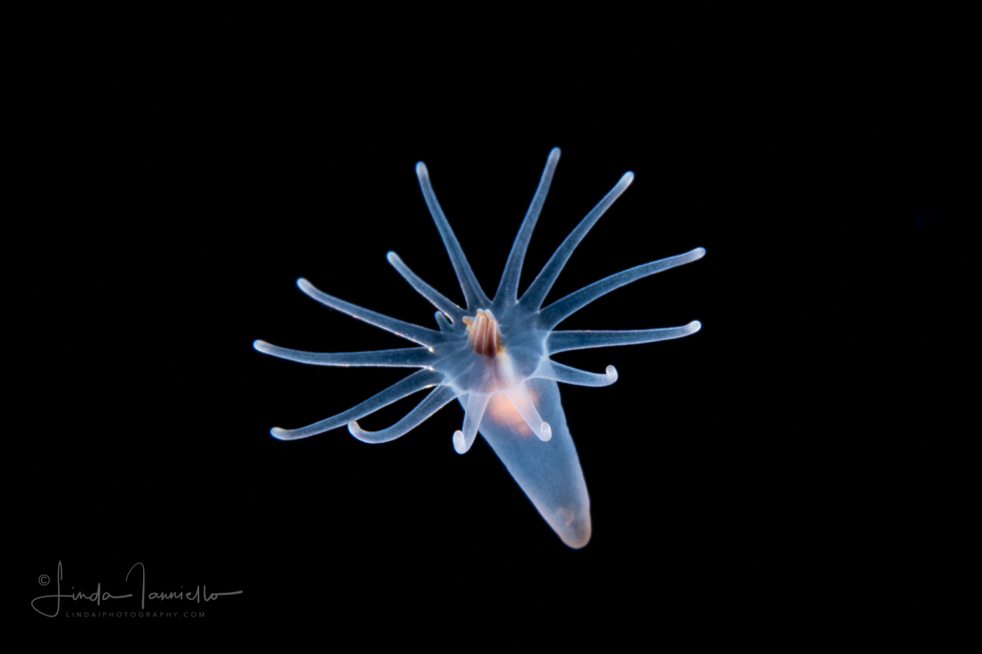 Pelagic Larval Stage of a Tube Anemone