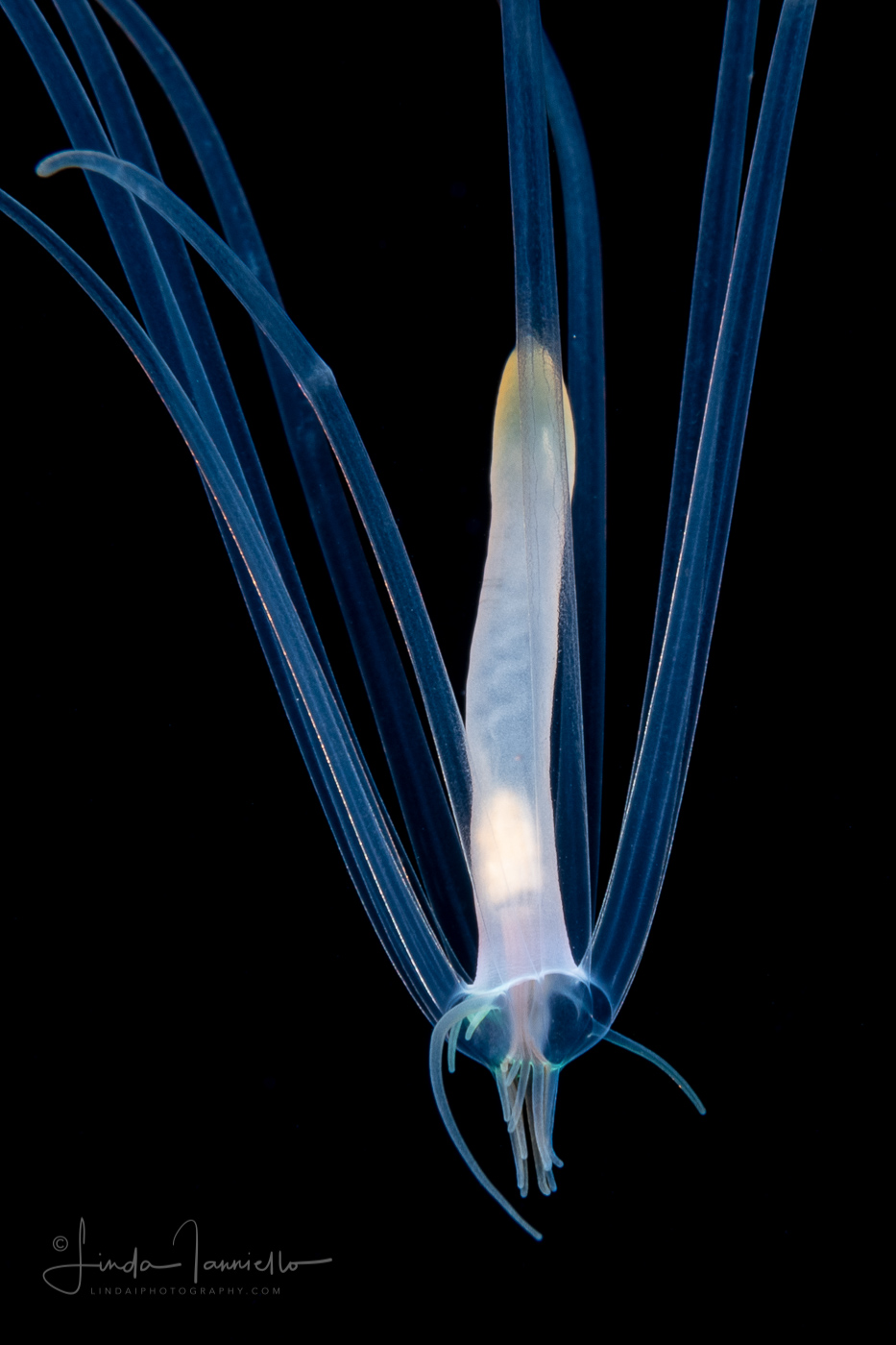 Pelagic Larval Stage of a Tube Anemone - Ceriantharia