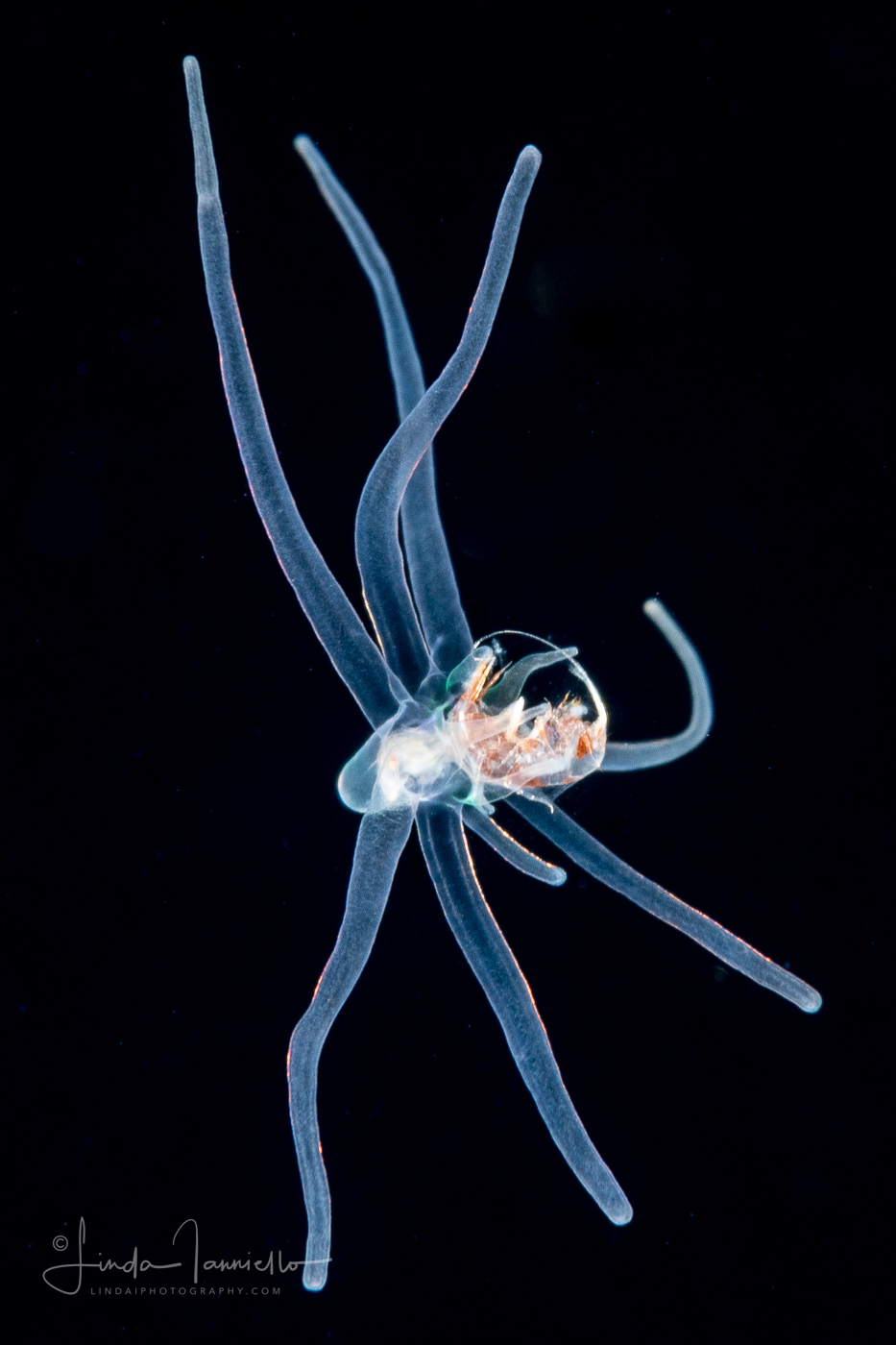 Pelagic Larval Stage of a Tube Anemone - Ceriantharia - Preying on a Hyperiid Amphipod