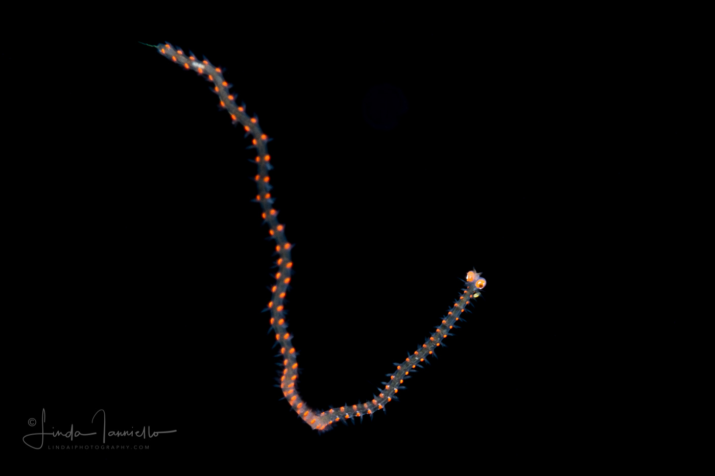 Pelagic Worm - Alciopidae Family