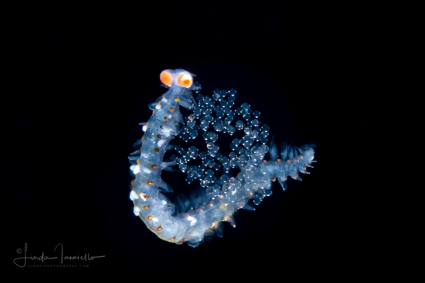 Pelagic Worm - Alciopidae Family - Unknown behavior - Possibly eating sea angel eggs (Pteropoda) or brooding its own eggs