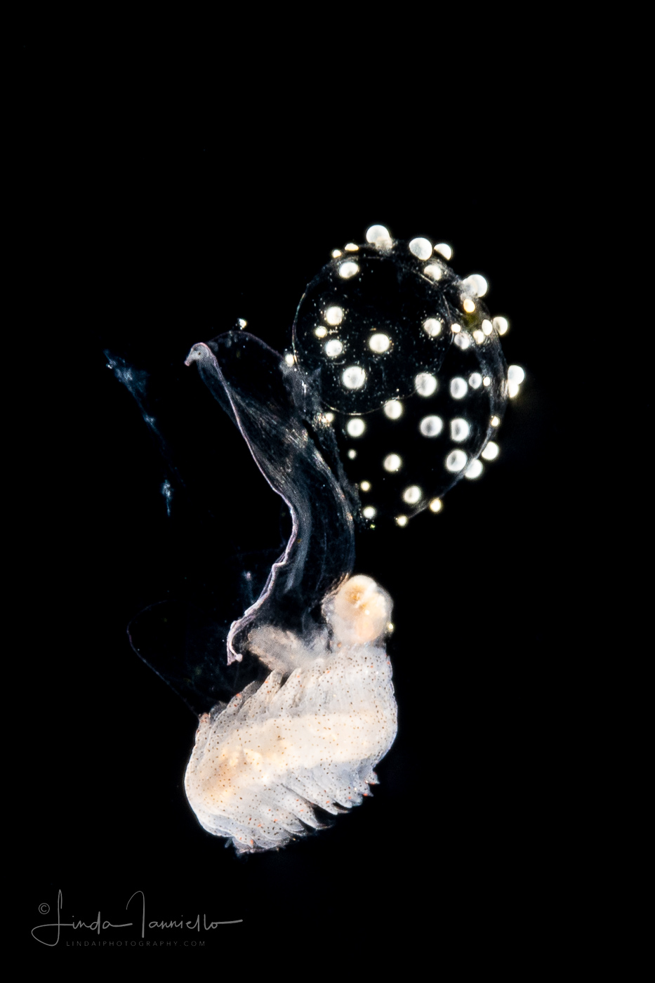Pelagic Worm - Alciopidae Family - Preying on a Sea Butterfly - Pteropoda - Pseudothecosomata - Corolla spectabilis