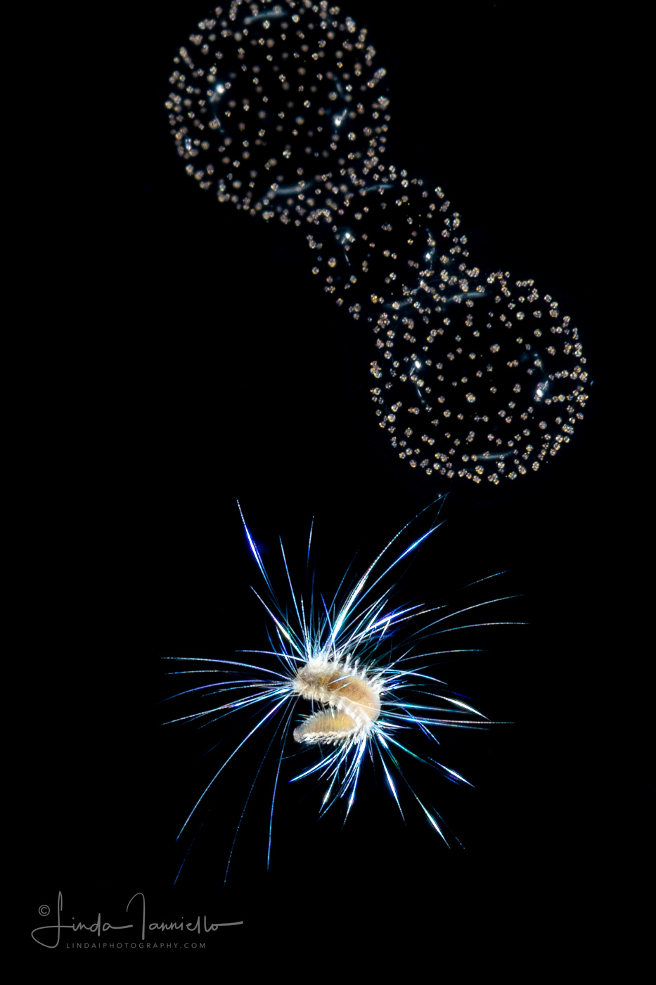 Polychaete Worm - Spionidae Family - With a Radiolarian Colony