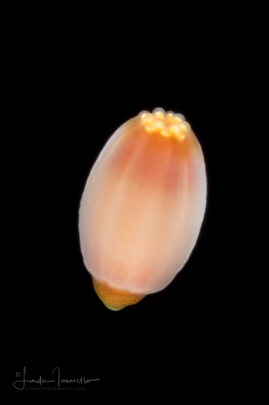 Sea Anemone Larva - Actiniaria - Cnidaria - Anthozoa