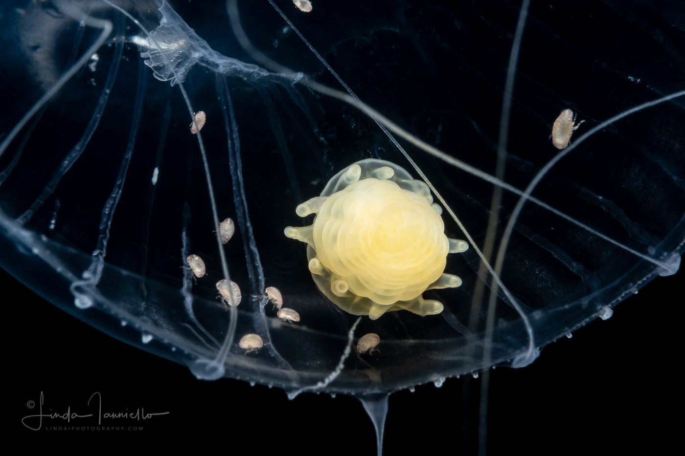 Sea Anemone Larva that is parasitic on jellyfish - Actiniaria - Haloclavidae Family - Peachia sp.