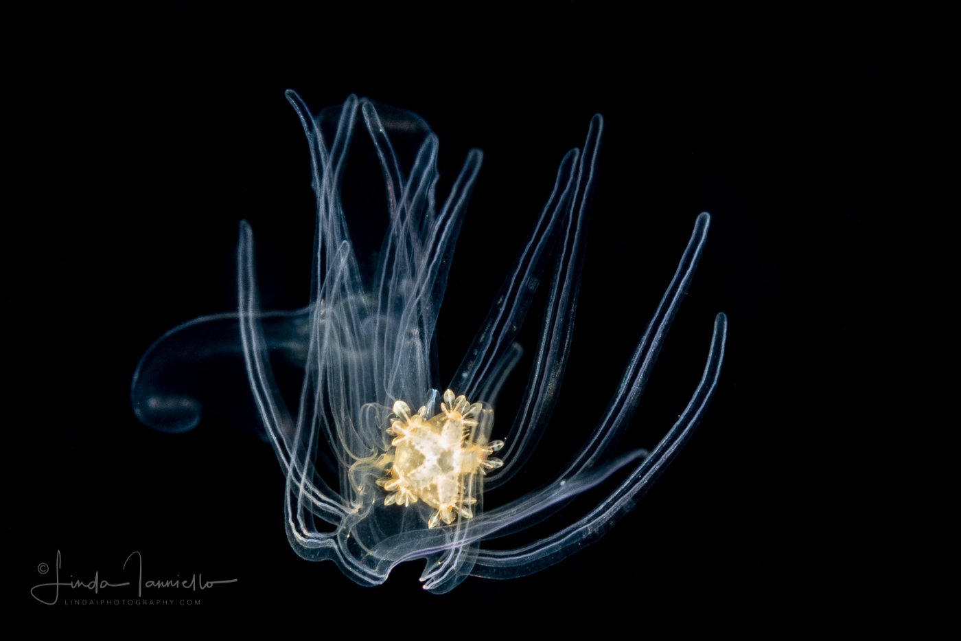 Sea Star - Late Bipinnaria Stage Larva - Luidia Species