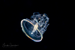Acorn Worm - Tornaria larva of a hemichordate worm