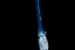 Arrow Worm - Chaetognatha - Preying on a small fish