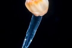 Sea Anemone Planula Larva - Cnidaria - Actiniaria - Preying on Chaetognath
