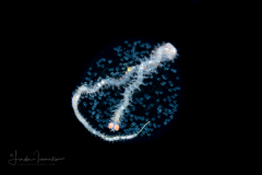 Pelagic Worm - Phyllodocidae Family - Alciopini Tribe - Unknown behavior - Possibly eating sea angel eggs (Pteropoda) or brooding its own eggs