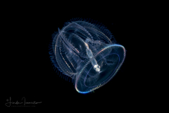 Acorn Worm - Tornaria larva of a hemichordate worm