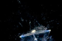 Acorn Worm - Tornaria larva of a hemichordate worm