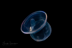 Acorn Worm - Tornaria larva of a hemichordate worm - Smooth, ready to settle