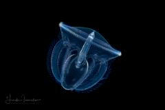 Acorn Worm - Tornaria larva of a hemichordate worm