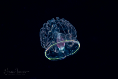 Acorn Worm - Tornaria larva of a hemichordate worm