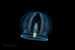 Acorn Worm - Tornaria larva of a hemichordate worm