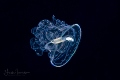 Acorn Worm - Tornaria larva of a hemichordate worm