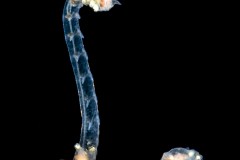 Alciopini Worm - Phyllodocidae Family - Ctenophoricola species