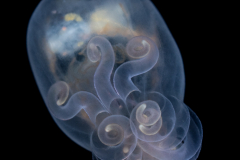 Anemone Larva