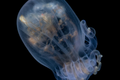 Anemone Larva