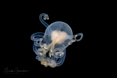 Anemone Larva