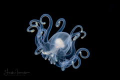Anemone Larva