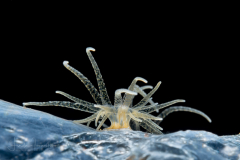 Anemone on a Piece of Plastic