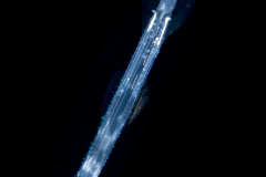 Arrow Worm - Chaetognatha