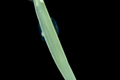 Arrow Worm - Chaetognatha