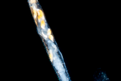 Arrow Worm - Chaetognatha - Preying on an Arrow Worm