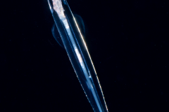 Arrow Worm - Chaetognatha - with Prey