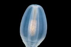 Banded Tube Dwelling Anemone Larva - Ceriantharia - Arachnactidae Family - tentatively Isarachnanthus maderensis