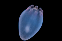 Banded Tube Dwelling Anemone Larva - Ceriantharia - Arachnactidae Family - tentatively Isarachnanthus maderensis