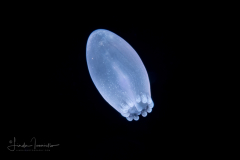 Banded Tube Dwelling Anemone Larva - Ceriantharia - Arachnactidae Family - tentatively Isarachnanthus maderensis