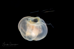 Banded Tube Dwelling Anemone Larva - Ceriantharia - Arachnactidae Family - tentatively Isarachnanthus maderensis - Feeding