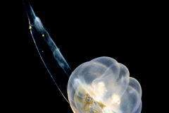 Banded Tube Dwelling Anemone Larva - Ceriantharia - Arachnactidae Family - tentatively Isarachnanthus maderensis - Feeding