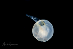 Banded Tube Dwelling Anemone Larva - Ceriantharia - Arachnactidae Family - tentatively Isarachnanthus maderensis - Preying on an Arrow Worm - Chaetognatha