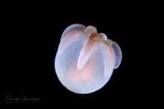 Young Cerinula Stage Tube Anemone Larva - Ceriantharia