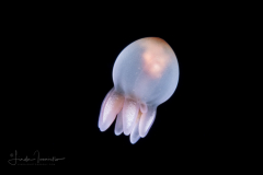 Young Cerinula Stage Tube Anemone Larva - Ceriantharia