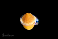 Zoanthina Coral Larva - Zoantharia Order - Zoanthus species - Semper's Larva