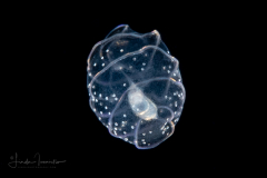 Sea Cucumber - Doliolaria Stage Larva