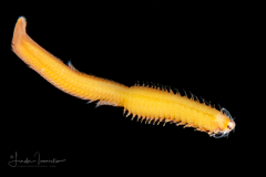 Epitoke Worm