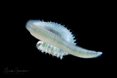 Epitoke Worm - Nereididae Family