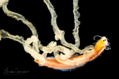 Epitoke Worm - Spawning